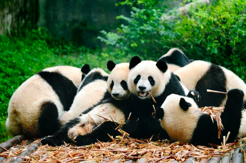 Giant Panda, Sichuan